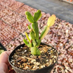 Variegated Christmas Cactus Live Plant – 4 inch Pot Schlumbergera Succulent Indoor - Image 2