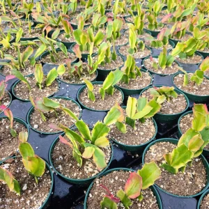Variegated Christmas Cactus Live Plant – 4 inch Pot Schlumbergera Succulent Indoor - Image 3