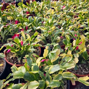 Variegated Christmas Cactus Live Plant – 4 inch Pot Schlumbergera Succulent Indoor - Image 4