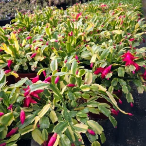 Variegated Christmas Cactus Live Plant – 4 inch Pot Schlumbergera Succulent Indoor - Image 5