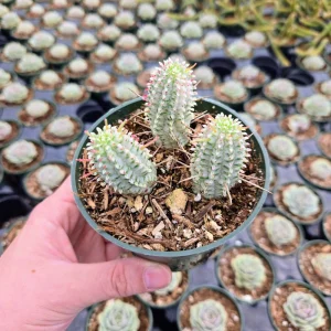 Variegated Corn Cob Euphorbia Live Plant - 2 or 4 inch Potted Succulent - Image 11