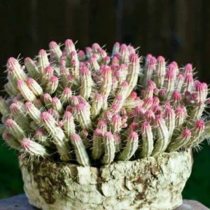 Variegated Corn Cob Euphorbia Live Plant - 2 or 4 inch Potted Succulent - Image 1