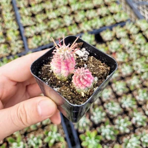 Variegated Corn Cob Euphorbia Live Plant - 2 or 4 inch Potted Succulent - Image 7