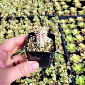 Variegated Corn Cob Euphorbia Live Plant - 2 or 4 inch Potted Succulent - Image 8