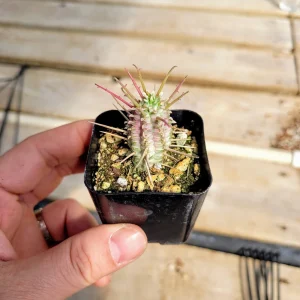 Variegated Corn Cob Euphorbia Live Plant - 2 or 4 inch Potted Succulent - Image 9