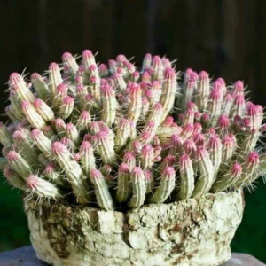 Variegated Corn Cob Euphorbia Mammillaris Live Plant - 2 Inch Pot Succulent - Image 10
