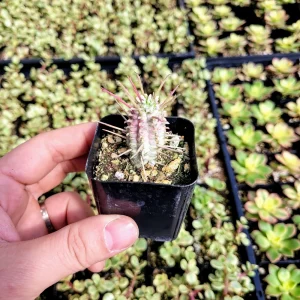 Variegated Corn Cob Euphorbia Mammillaris Live Plant - 2 Inch Pot Succulent - Image 7