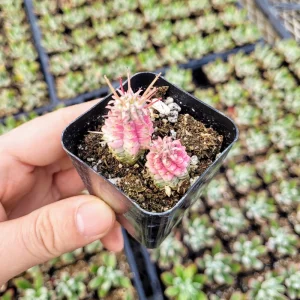 Variegated Corn Cob Euphorbia Mammillaris Live Plant - 2 Inch Pot Succulent - Image 1