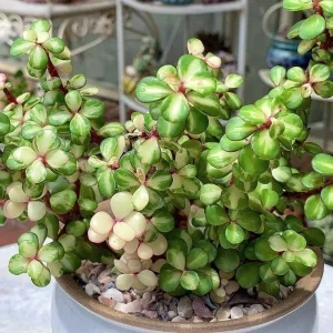 Variegated Elephant Bush Live Plant - Dwarf Portulacaria afra 'Variegata' in 2 Inch Pot - Image 1