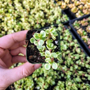 Variegated Elephant Bush Live Plant - Dwarf Portulacaria afra 'Variegata' in 2 Inch Pot - Image 8