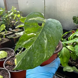 Variegated Epipremnum Pinnatum Albo Cutting - Live Plant - Rare Aroid Houseplant - Image 2