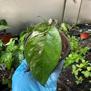 Variegated Epipremnum Pinnatum Albo Cutting - Live Plant - Rare Aroid Houseplant - Image 3