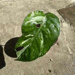 Variegated Epipremnum Pinnatum Albo Cutting - Live Plant - Rare Aroid Houseplant - Image 4