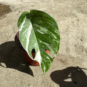 Variegated Epipremnum Pinnatum Albo Cutting - Live Plant - Rare Aroid Houseplant - Image 5