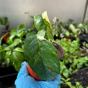 Variegated Epipremnum Pinnatum Albo Cutting - Live Plant - Rare Aroid Houseplant - Image 6