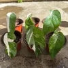 Variegated Epipremnum Pinnatum Albo Cutting - Live Plant - Rare Aroid Houseplant - Image 1