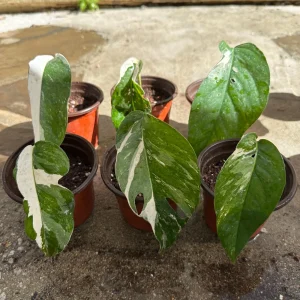 Variegated Epipremnum Pinnatum Albo Cutting - Live Plant - Rare Aroid Houseplant - Image 1