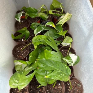 Variegated Epipremnum Pinnatum Albo Cutting - Live Plant - Rare Aroid Houseplant - Image 7
