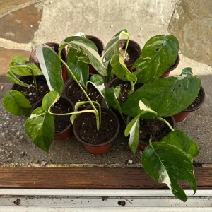 Variegated Epipremnum Pinnatum Albo Live Plant – 4 inch Pot – Indoor Aroid - Image 2