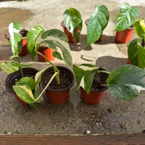 Variegated Epipremnum Pinnatum Albo Live Plant – 4 inch Pot – Indoor Aroid - Image 3