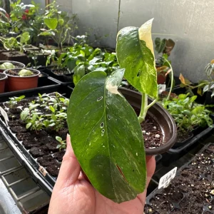 Variegated Epipremnum Pinnatum Albo Live Plant – 4 inch Pot – Indoor Aroid - Image 4