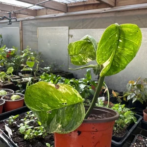 Variegated Epipremnum Pinnatum Albo Live Plant – 4 inch Pot – Indoor Aroid - Image 5