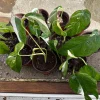 Variegated Epipremnum Pinnatum Albo Live Plant – 4 inch Pot – Indoor Aroid - Image 1