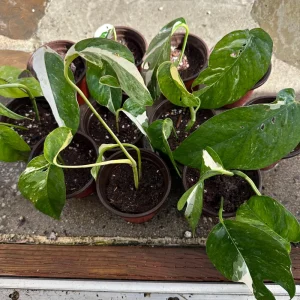 Variegated Epipremnum Pinnatum Albo Live Plant – 4 inch Pot – Indoor Aroid - Image 1