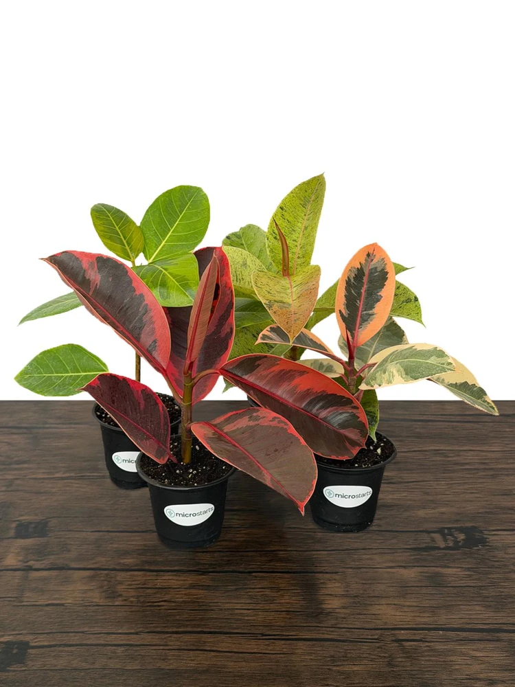 Variegated Ficus Variety Pack - Tineke, Ruby, Shivereana, Altissima - 4 inch Pot Live Plants - Image 2