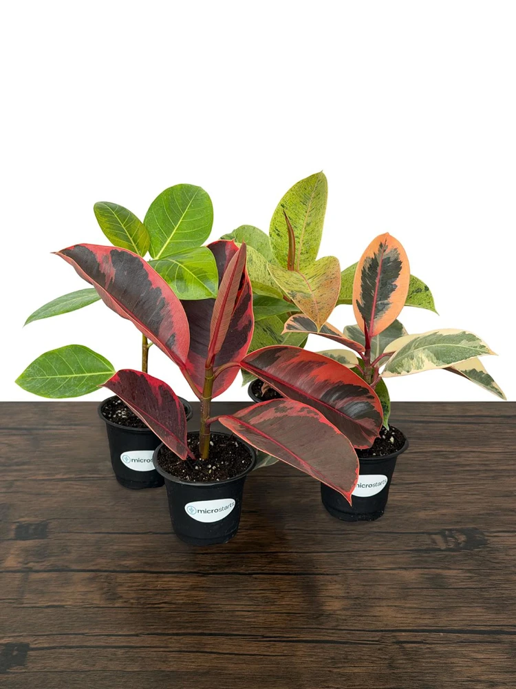 Variegated Ficus Variety Pack - Tineke, Ruby, Shivereana, Altissima - 4 inch Pot Live Plants - Image 3