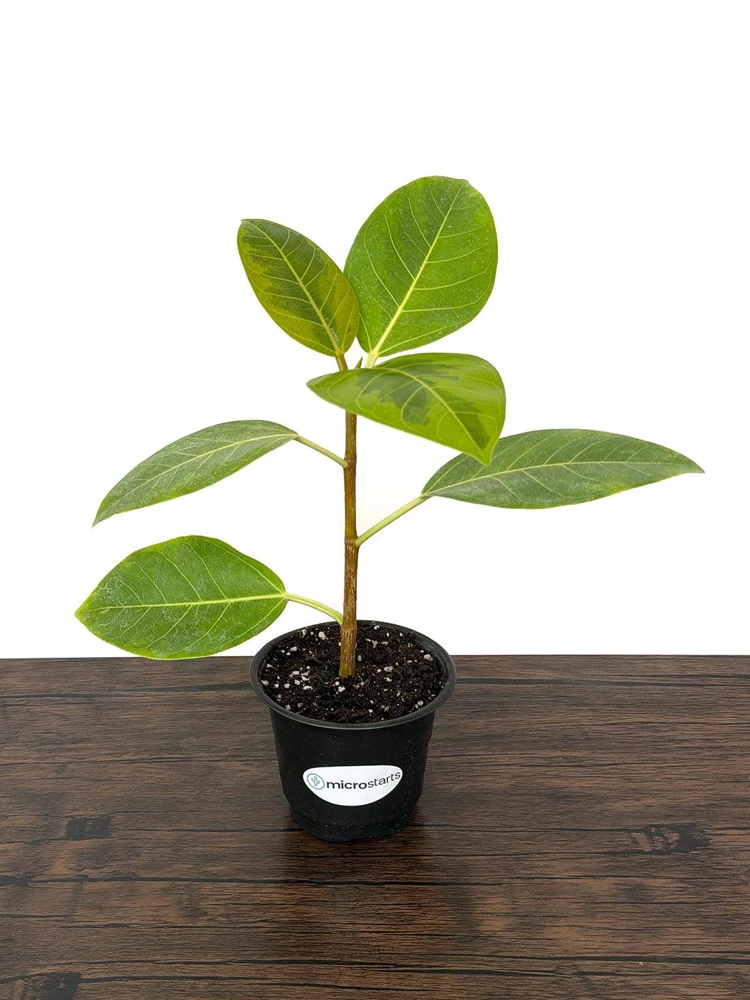 Variegated Ficus Variety Pack - Tineke, Ruby, Shivereana, Altissima - 4 inch Pot Live Plants - Image 5