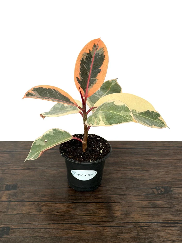 Variegated Ficus Variety Pack - Tineke, Ruby, Shivereana, Altissima - 4 inch Pot Live Plants - Image 6