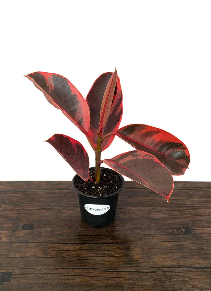 Variegated Ficus Variety Pack - Tineke, Ruby, Shivereana, Altissima - 4 inch Pot Live Plants - Image 7