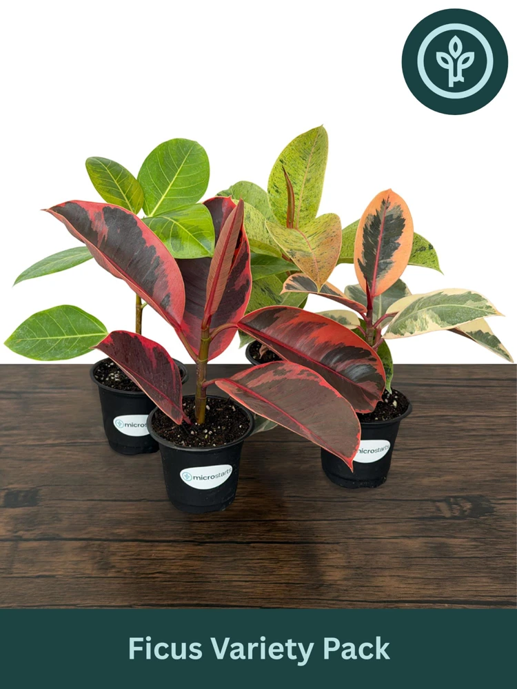Variegated Ficus Variety Pack - Tineke, Ruby, Shivereana, Altissima - 4 inch Pot Live Plants - Image 1