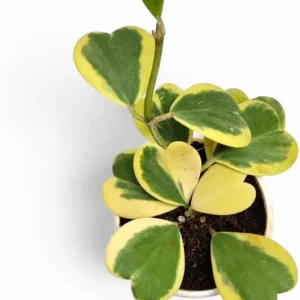 Variegated Hoya Kerrii Heart Plant - Live Sweetheart Hoya Houseplant 2