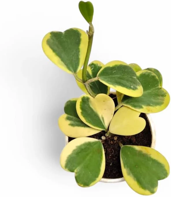 Variegated Hoya Kerrii Heart Plant - Live Sweetheart Hoya Houseplant 2" Pot - Image 2