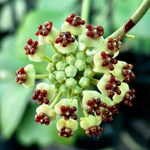 Variegated Hoya Kerrii Heart Plant - Live Sweetheart Hoya Houseplant 2