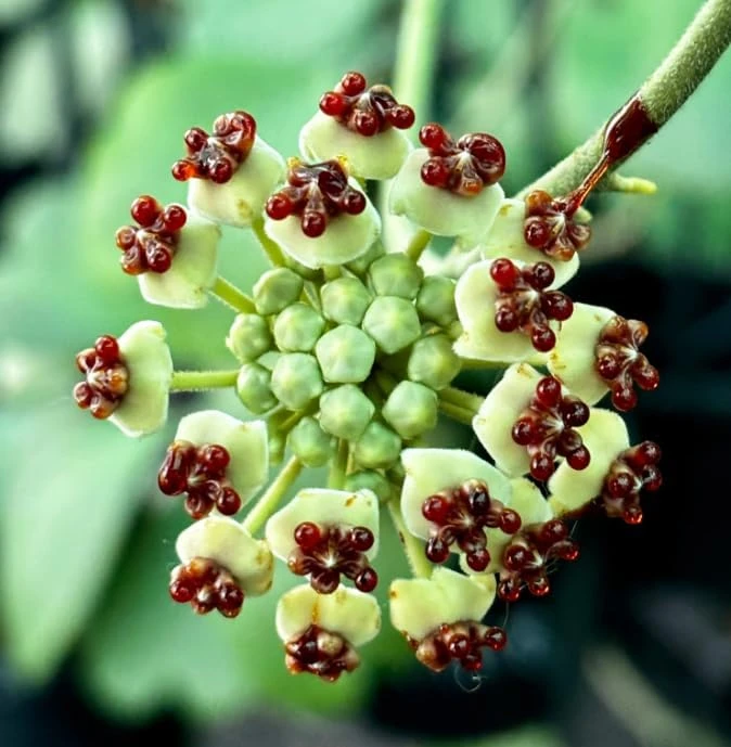 Variegated Hoya Kerrii Heart Plant - Live Sweetheart Hoya Houseplant 2" Pot - Image 3