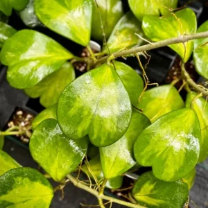 Variegated Hoya Kerrii Heart Plant - Live Sweetheart Hoya Houseplant 2