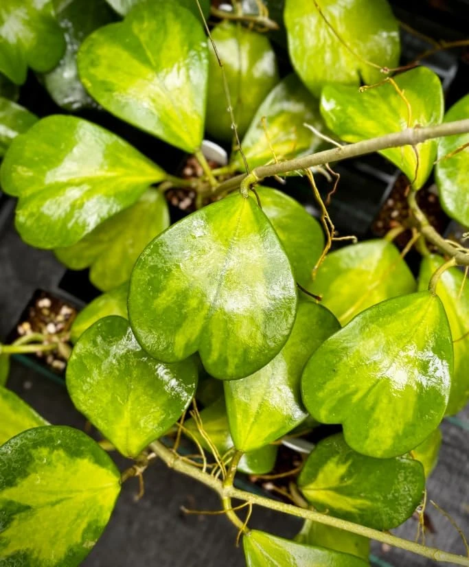Variegated Hoya Kerrii Heart Plant - Live Sweetheart Hoya Houseplant 2" Pot - Image 4