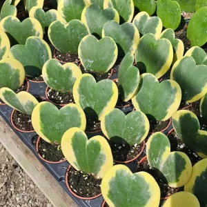 Variegated Hoya Kerrii Heart Plant - Live Sweetheart Hoya Houseplant 2