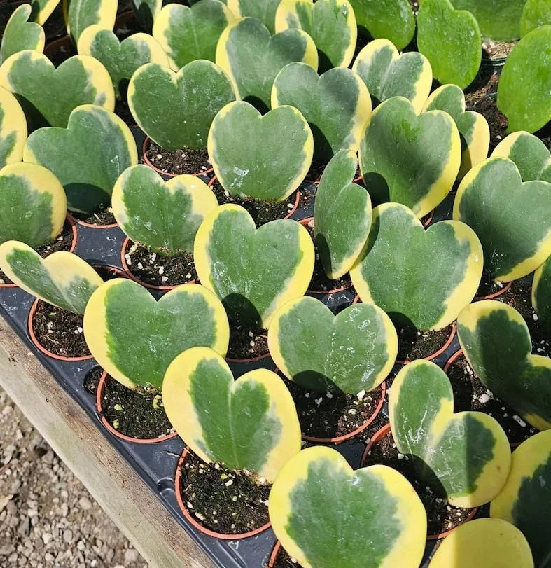 Variegated Hoya Kerrii Heart Plant - Live Sweetheart Hoya Houseplant 2" Pot - Image 5
