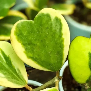 Variegated Hoya Kerrii Heart Plant - Live Sweetheart Hoya Houseplant 2