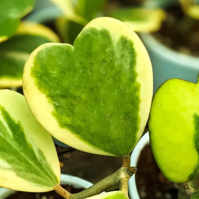 Variegated Hoya Kerrii Heart Plant - Live Sweetheart Hoya Houseplant 2" Pot - Image 6