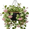 Variegated Hoya Kerrii Heart Plant - Live Sweetheart Hoya Houseplant 2" Pot - Image 1