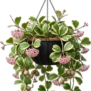 Variegated Hoya Kerrii Heart Plant - Live Sweetheart Hoya Houseplant 2