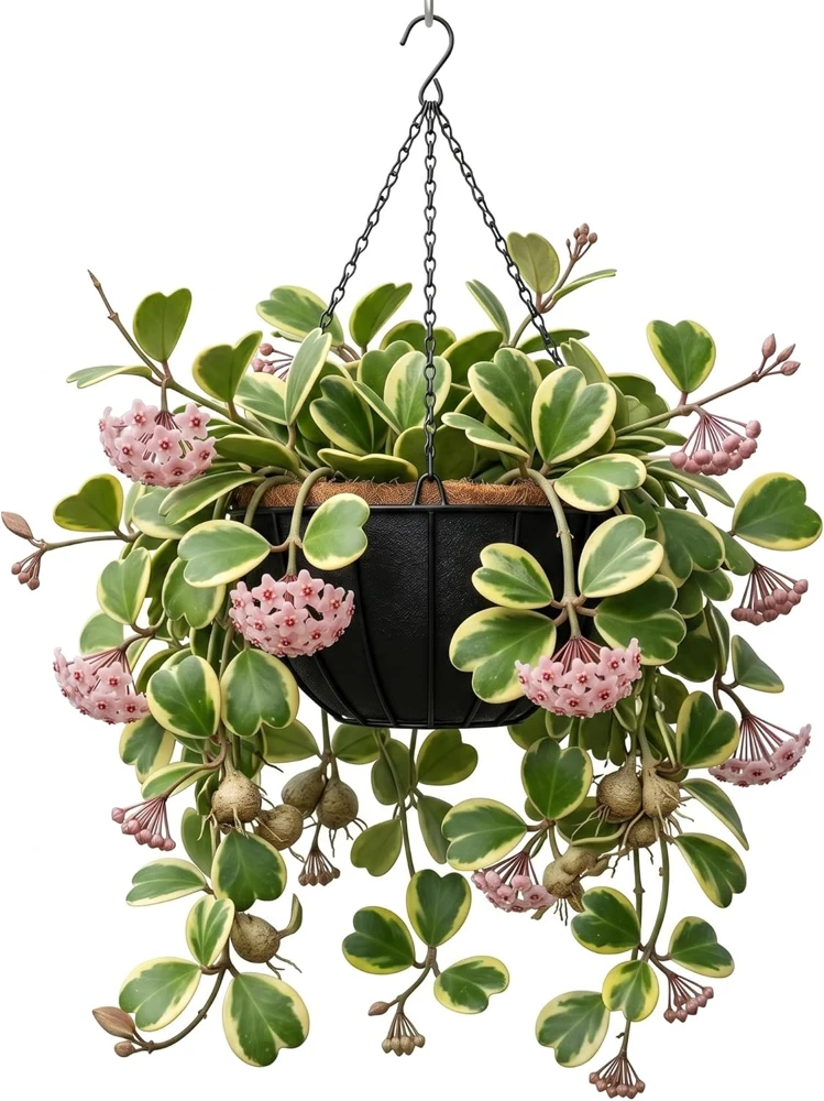 Variegated Hoya Kerrii Heart Plant - Live Sweetheart Hoya Houseplant 2" Pot - Image 1