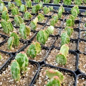 Variegated Joseph's Coat Cactus Live Plant – Opuntia monacantha f. monstruosa variegata – 2 Inch Pot – Indoor/Outdoor - Image 10