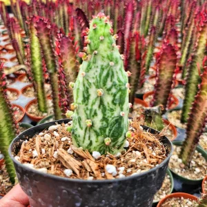 Variegated Joseph's Coat Cactus Live Plant – Opuntia monacantha f. monstruosa variegata – 2 Inch Pot – Indoor/Outdoor - Image 11