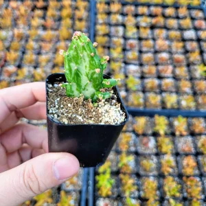 Variegated Joseph's Coat Cactus Live Plant – Opuntia monacantha f. monstruosa variegata – 2 Inch Pot – Indoor/Outdoor - Image 7
